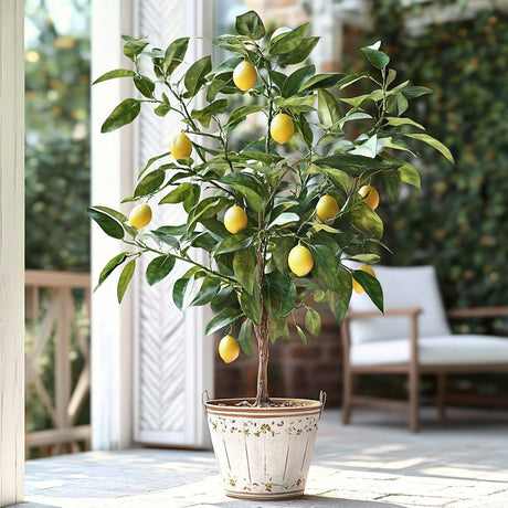 Improved Meyer Lemon Tree - NationwidePlants.com  