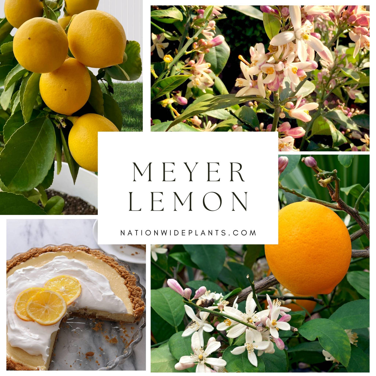 Improved Meyer Lemon Bush