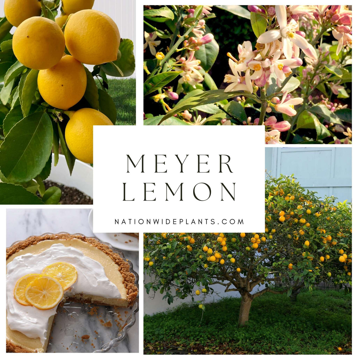 Dwarf Lemon Tree Improved Meyer Lemon Tree – Sweet, Juicy, Homegrown