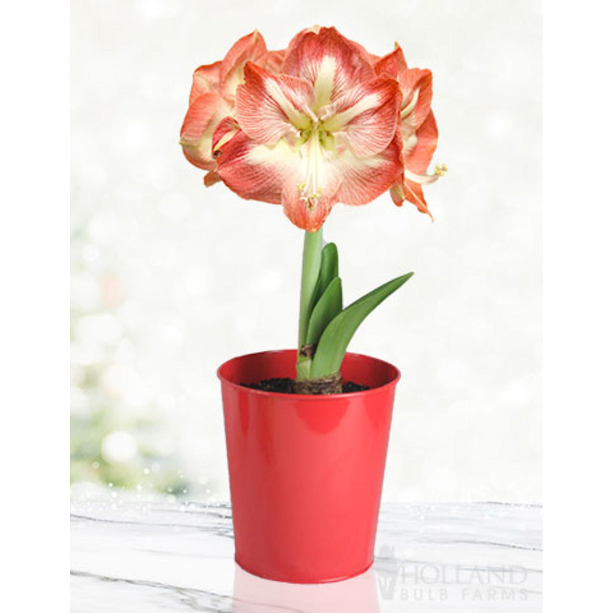 Minerva Amaryllis flower which has beautiful holiday colors in a red pot, contrasting with the green stem and leaves noticeably growing from the bulb into a beautiful flower with red tips.