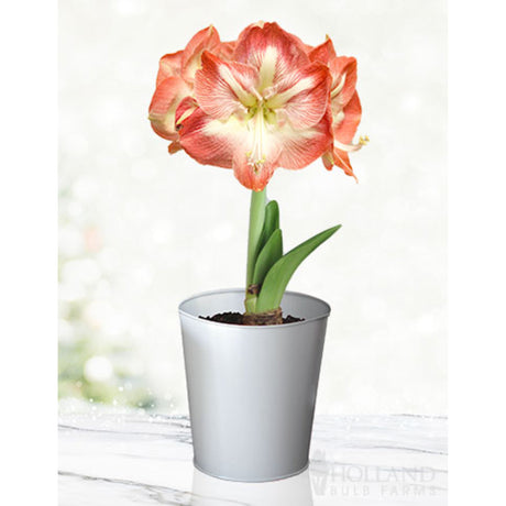 Small silver pot growing a minerva amaryllis flower from a bulb.