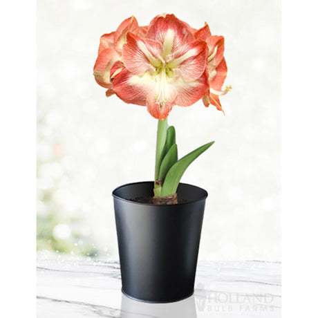 Minerva Amaryllis flower which has beautiful reds showing on the tips of the petals contrasting with the green stem and leaves noticeably growing from the bulb in a small black pot.