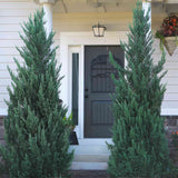 Moonglow Juniper Tree - NationwidePlants.com  