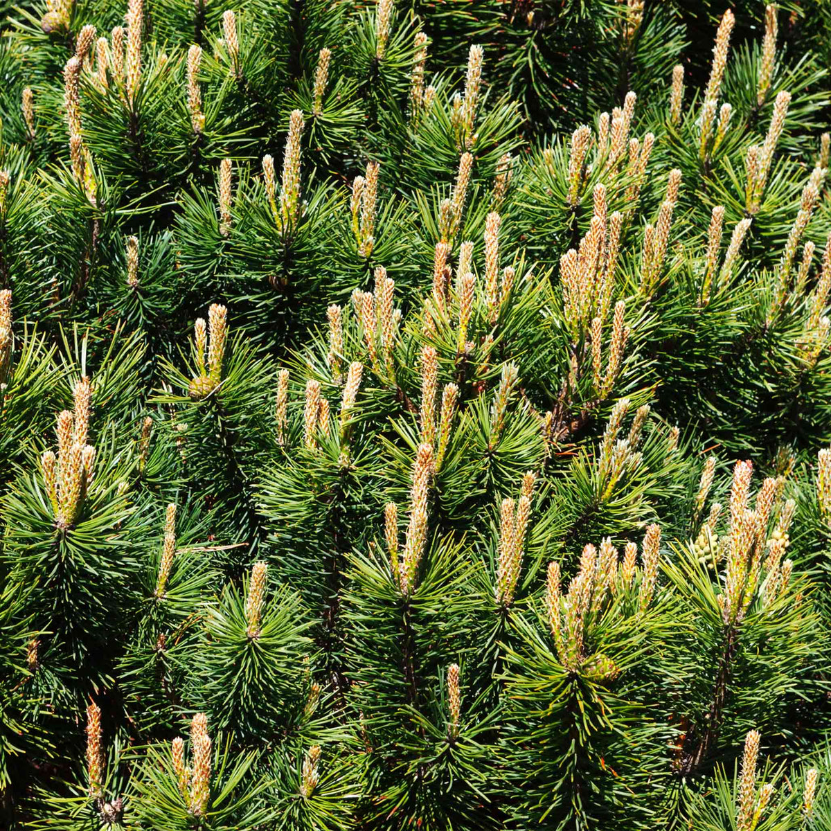 Close-up of Pumilio Mugo Pine with upright light brown new growth (candles) among dark green needles.