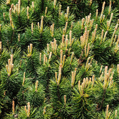 Pumillio Mugho Pine - NationwidePlants.com  