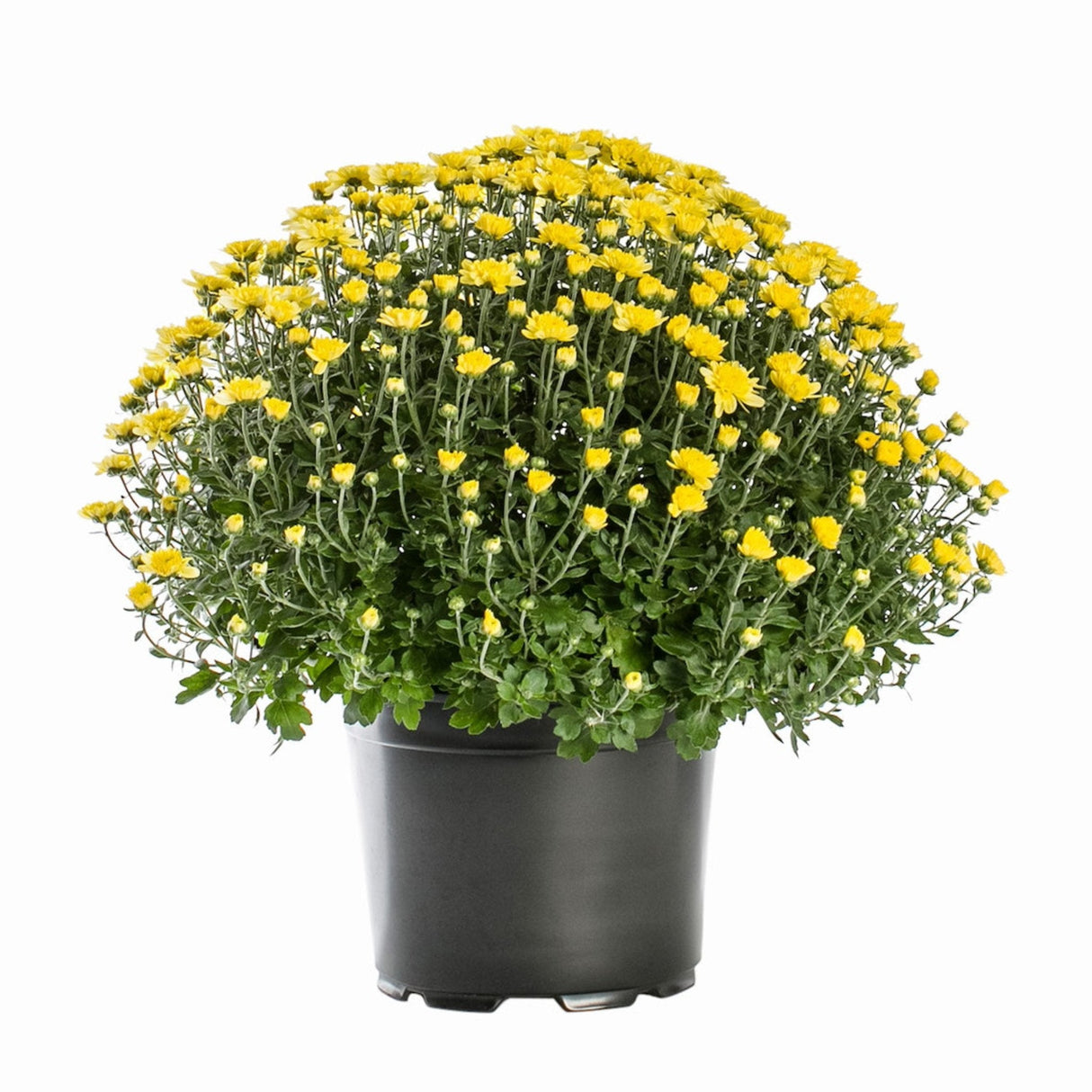 Yellow Chrysanthemums, many of the flowers from the mums still budding with other flowers open and bright, growing in a black nursery pot