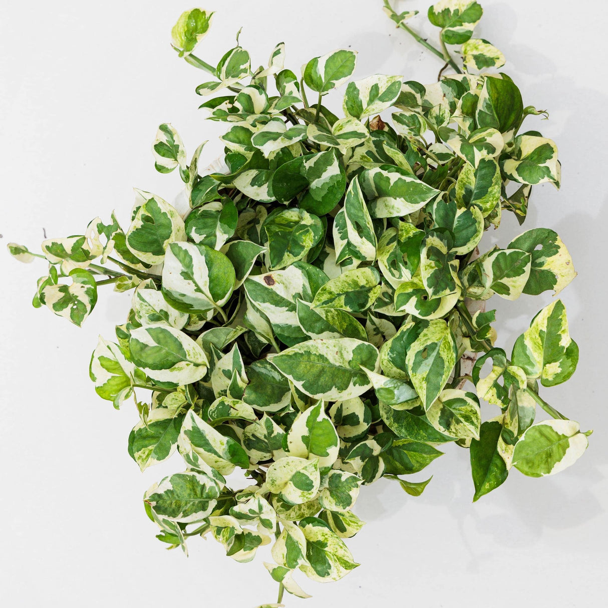 nancy pothos Pothos N'joy Live Houseplant