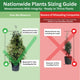 Nationwide Plants sizing comparison showing differences between Nationwide Plants measurement structure and some misleading ways other companies might measure height.