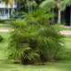 Needle Palm Tree Cluster growing in grass area of resort.