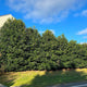 A large grouping of Nellie Stevens Holly trees forming a dense hedge near a grassy field under a blue sky.