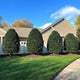 Pruned Nellie Stevens Holly trees in a well-maintained residential landscape with a house and lawn.