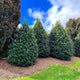 Three Nellie Stevens Holly trees with dense, dark green foliage, planted in a mulched bed with a grassy lawn in the foreground and a blue sky with clouds in the background.