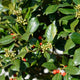 Close-up of Nellie Stevens Holly leaves with small, round red berries.