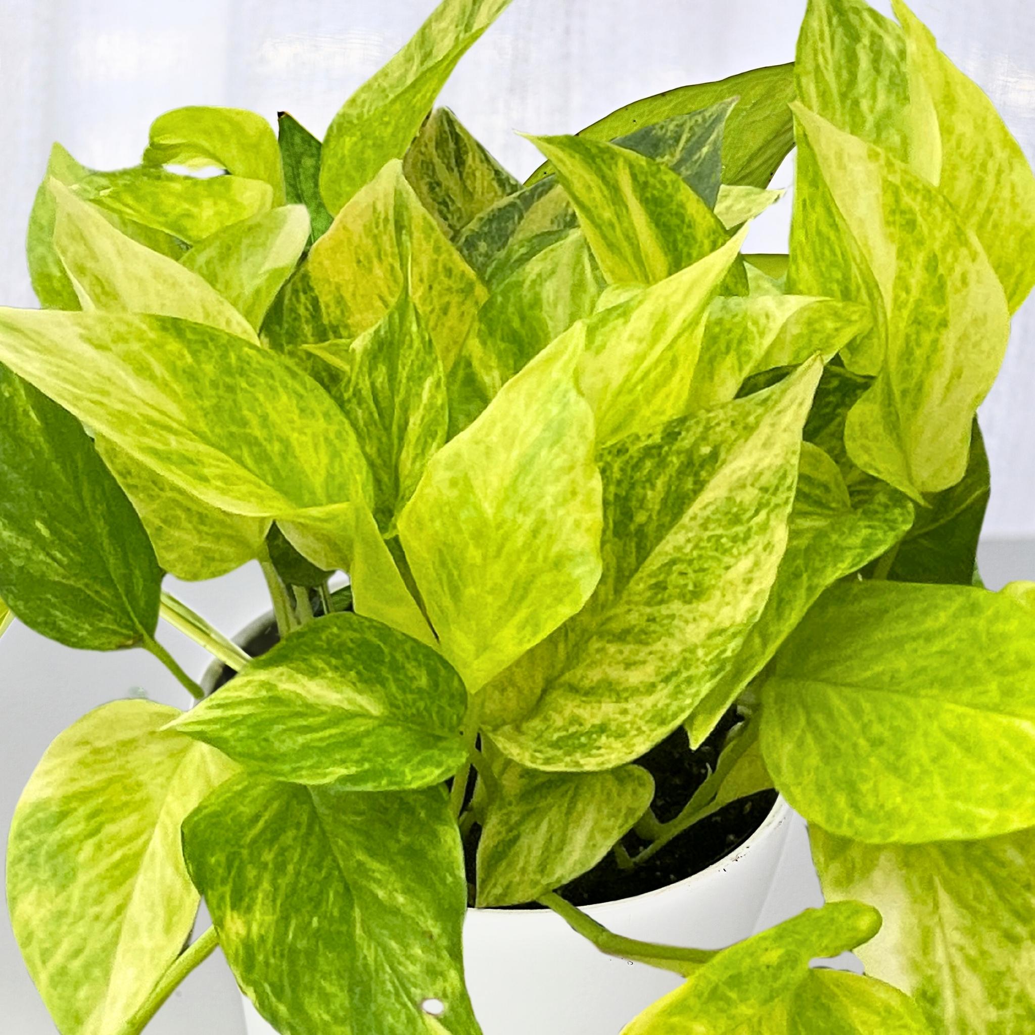 Nationwide Plants Pothos - Thumbnail 5