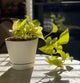 Neon Pothos houseplant in white planter on table inside home with blurred background