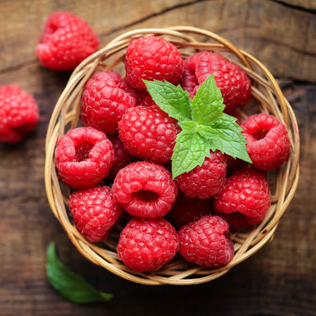 Nova Red Raspberry Plant - NationwidePlants.com  