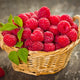 Nova Red Raspberry Plant