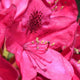 Detailed close-up of a single Nova Zembla Rhododendron bloom showing its petals and stamens.