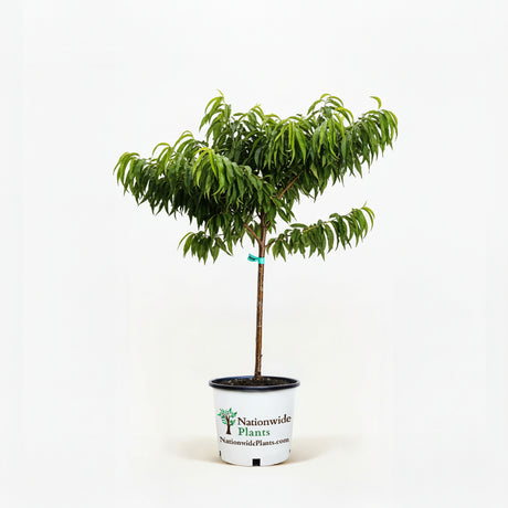 Bonanza Patio Peach Tree