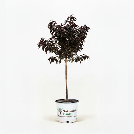 Potted plant with a Nationwide Plants label on a white background