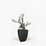 Arbequina Olive Tree in Pot