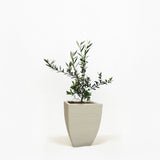 Arbequina Olive Tree in Pot