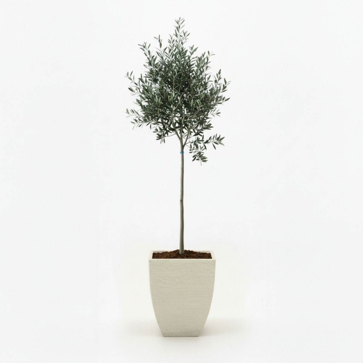 Arbequina Olive Tree in Decorative Pot hide