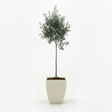 Arbequina Olive Tree in Decorative Pot hide