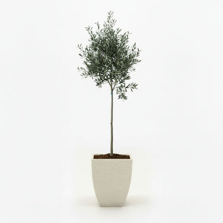 Arbequina Olive Tree in Decorative Pot hide