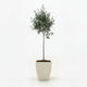 Arbequina Olive Tree in Decorative Pot hide