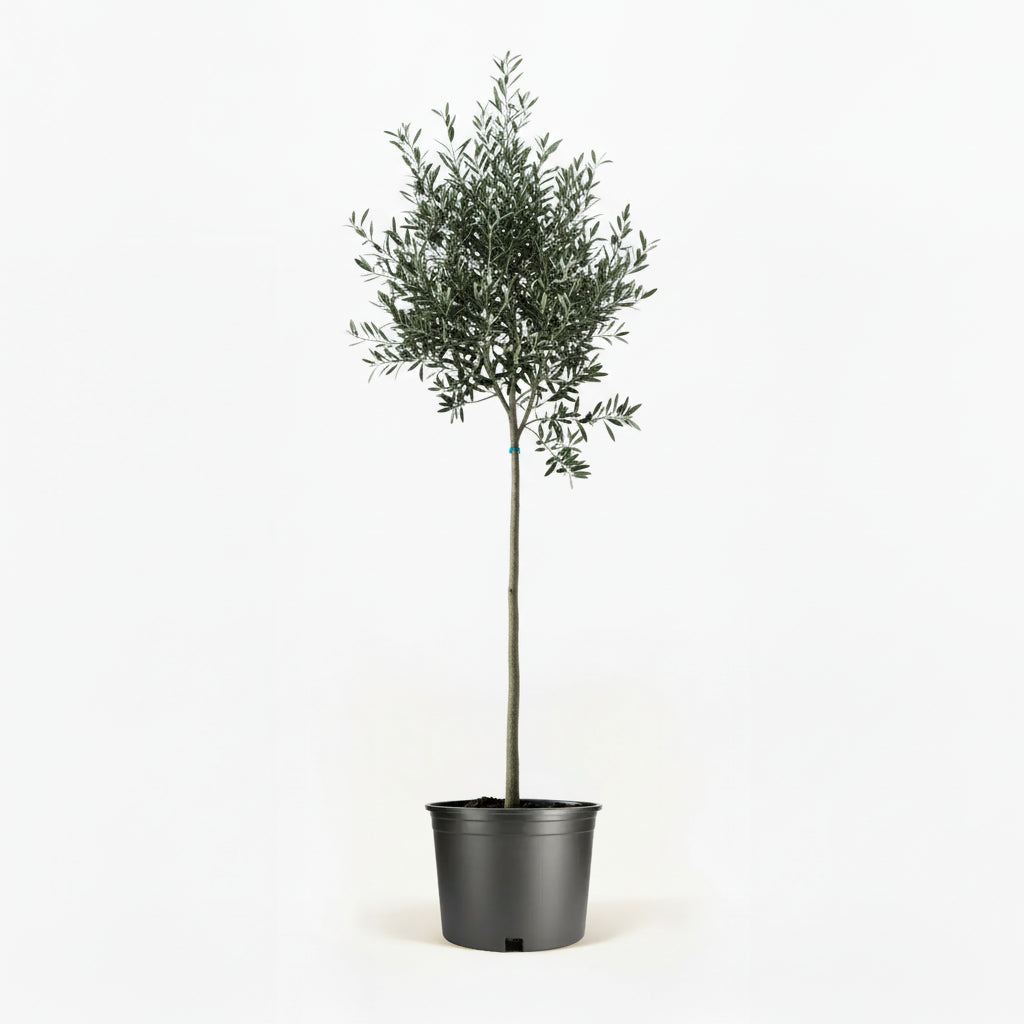 Arbequina Olive Tree in Decorative Pot hide