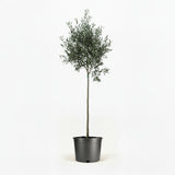 Arbequina Olive Tree in Decorative Pot hide
