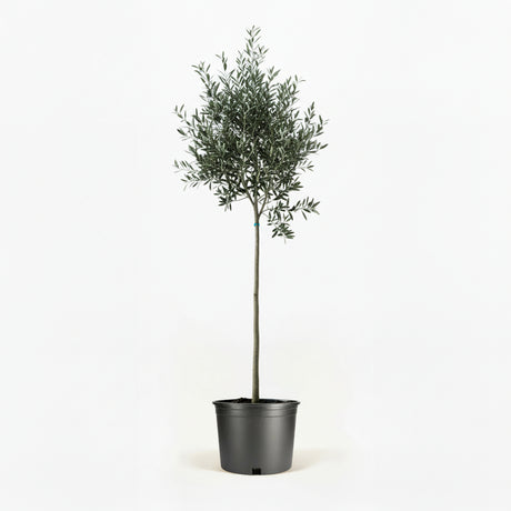 Arbequina Olive Tree in Decorative Pot hide