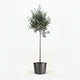 Arbequina Olive Tree in Decorative Pot hide