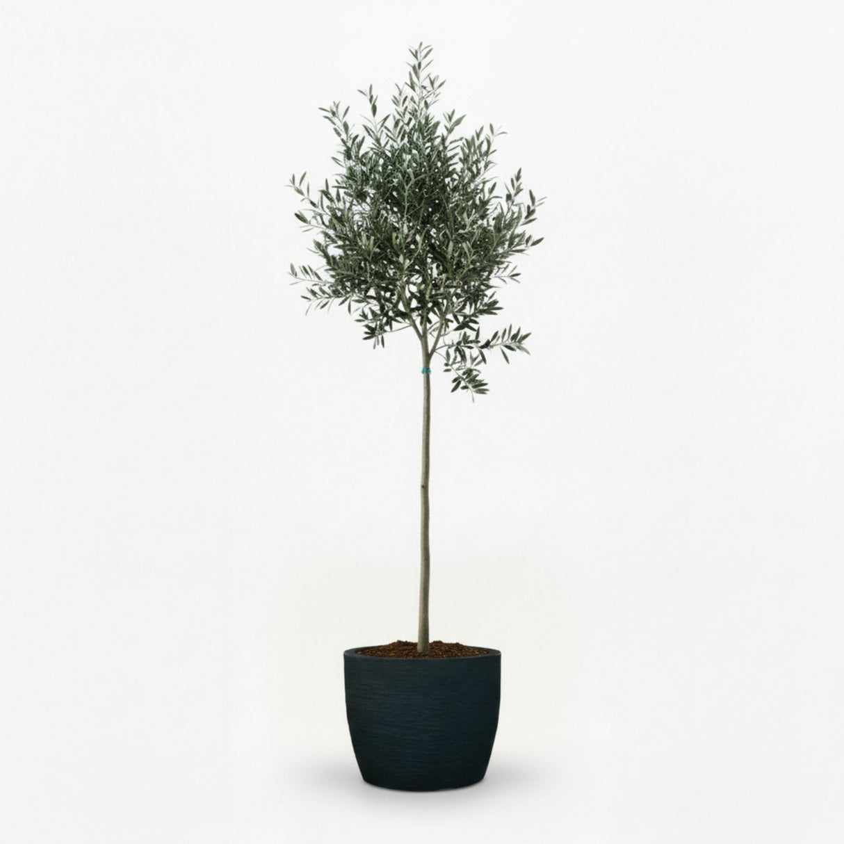 Arbequina Olive Tree in Decorative Pot hide
