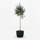Arbequina Olive Tree in Decorative Pot hide