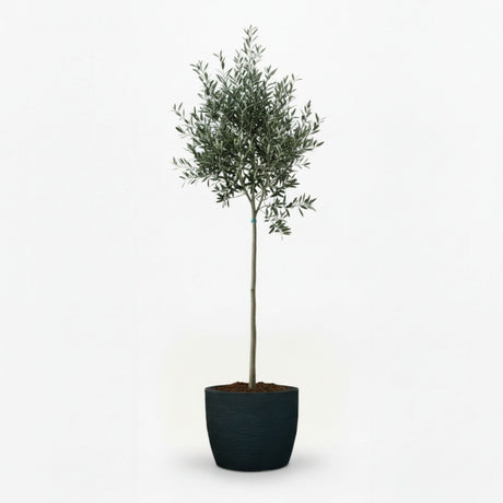 Arbequina Olive Tree in Decorative Pot hide