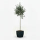 Arbequina Olive Tree in Decorative Pot hide