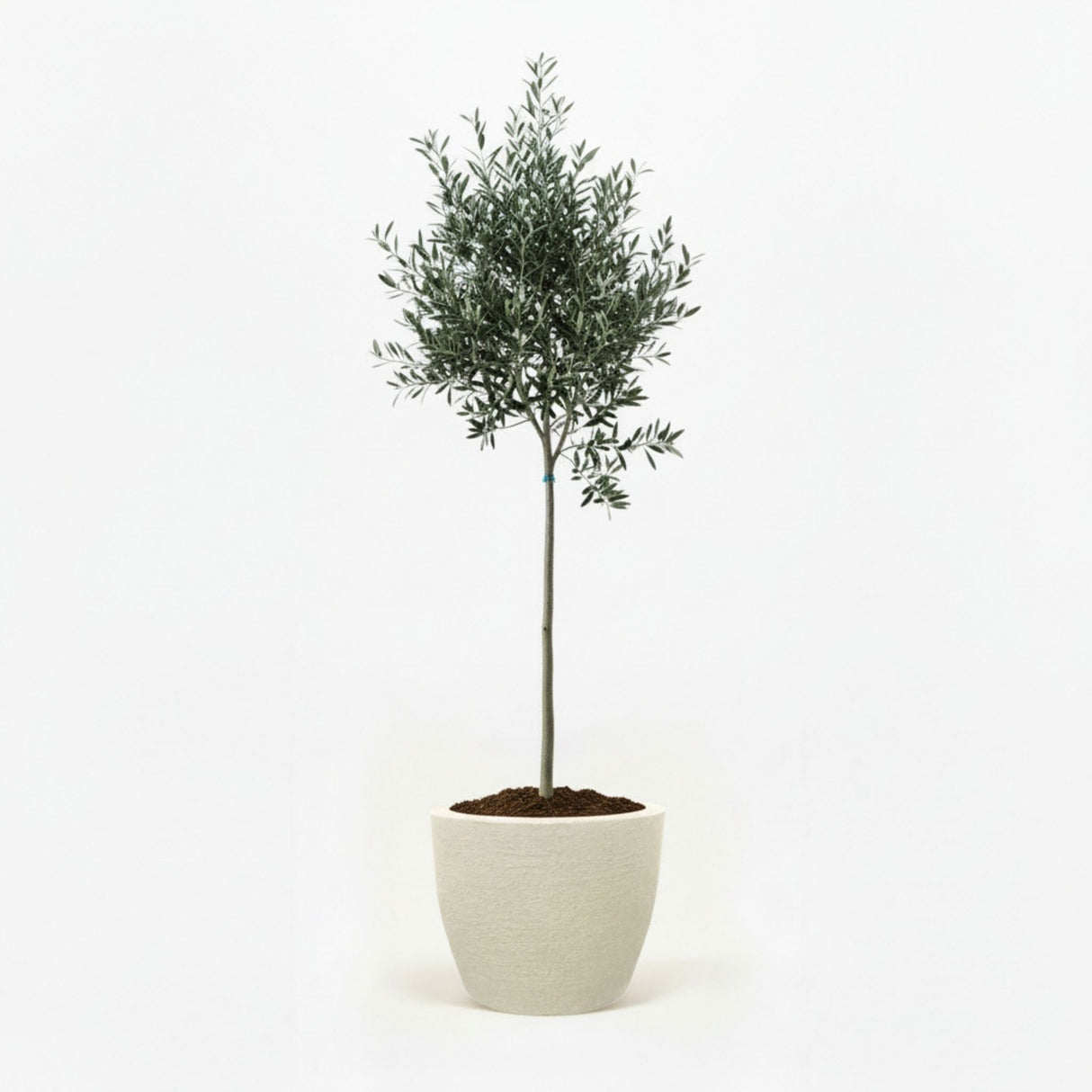 Arbequina Olive Tree in Decorative Pot hide