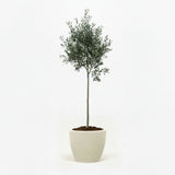 Arbequina Olive Tree in Decorative Pot hide