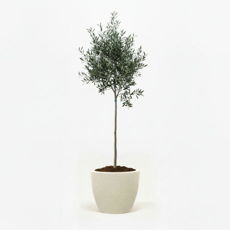 Arbequina Olive Tree in Decorative Pot hide