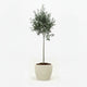 Arbequina Olive Tree in Decorative Pot hide