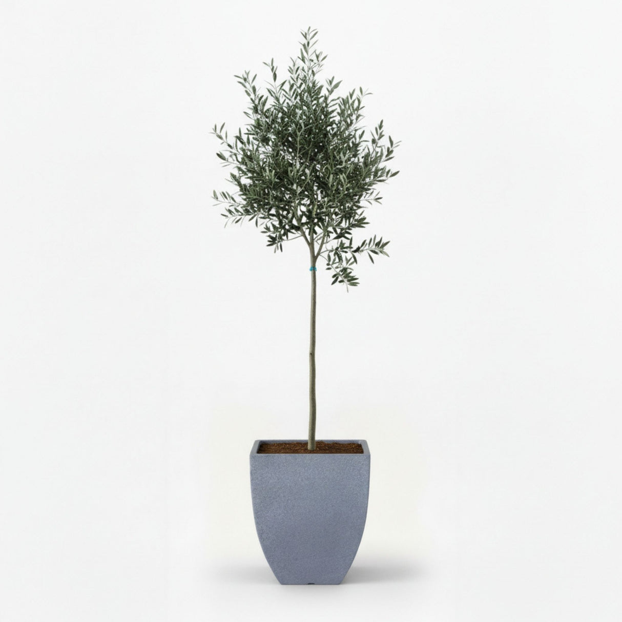 Arbequina Olive Tree in Decorative Pot hide