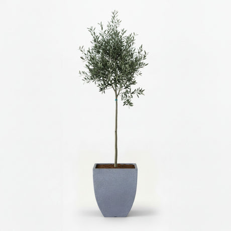 Arbequina Olive Tree in Decorative Pot hide