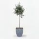 Arbequina Olive Tree in Decorative Pot hide