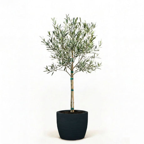 Arbequina Olive Tree in Decorative Pot hide