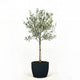 Arbequina Olive Tree in Decorative Pot hide