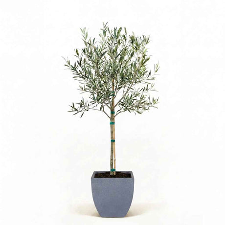 Arbequina Olive Tree in Decorative Pot hide