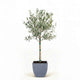 Arbequina Olive Tree in Decorative Pot hide