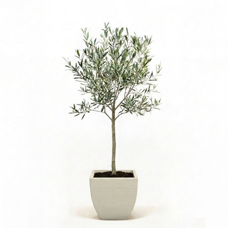 Arbequina Olive Tree in Decorative Pot hide